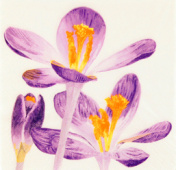 Салфетка трехслойная 33*33 "Крокус" (1шт.) (Уп. 20шт) Салфетка трехслойная 33*33 "Крокус" (1шт.) (Уп. 20шт)